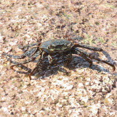 Sally Lightfoot Crab (Grapsus grapsus)