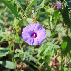 Tripleleaf Morning-Glory (Ipomoea ternifolia)