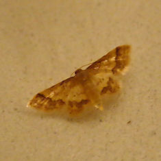 Genus Idaea