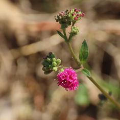Scarlet Spiderling
(Boerhavia coccinea)