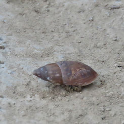 Wolfsnails (Genus Euglandina)