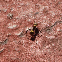 Shimmering Golden Sugar Ant (Camponotus sericeiventris)