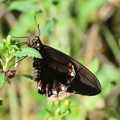 West-Mexican Swallowtail (Battus eracon)