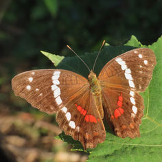 Banded Peacock (Anartia fatima ssp. colima)