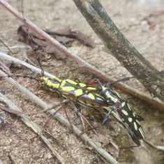 Ornithia zapotensis - Longhorn Beetle