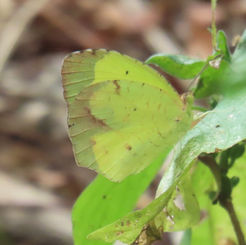 Boisduval's Yellow (Eurema boisduvaliana)
