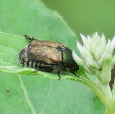 Anomalini Chafer Beetle