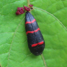 Acmaeodera trizonalis