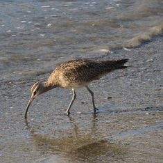 Hudsonian Whimbrel (Numenius hudsonicus)