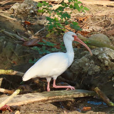 White Ibis (Eudocimus albus)