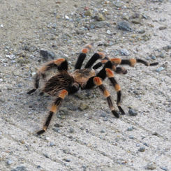 Mexican Redknee Tarantula (Brachypelma smithi)