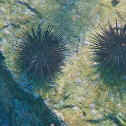 Central American Rock-boring Urchin (Echinometra vanbrunti)