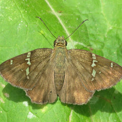 Potrillo Skipper  (Autochton potrillo)