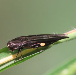 Agrilus divaricatus
