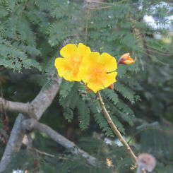 Buttercup Tree (Cochlospermum vitifolium)