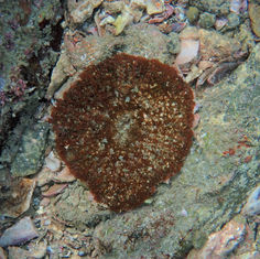 Actinostella bradleyi - Sea Anemone
