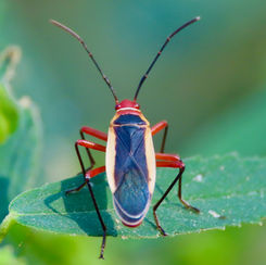 Dysdercus obscuratus