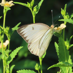 Great Southern White (Ascia monuste)
