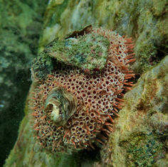 Rose Flower Urchin (Toxopneustes roseus)