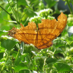 Ruddy Daggerwing (Marpesia petreus)
