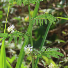 Wild Tantan (Desmanthus virgatus)