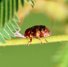 Cryptocephalus irroratus - Case-bearing leaf beetle