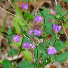 Runyon's Water Willow (Justicia runyonii)