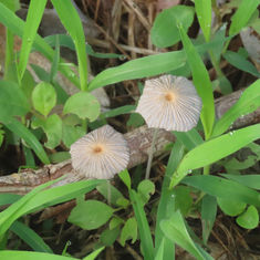 Genus Parasola - Mushroom