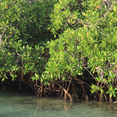 Rhizophora mangle (Red Mangrove)