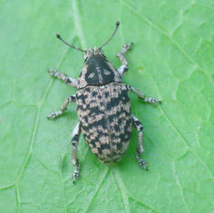 Eudiagogini Weevil