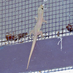 Asian House Gecko (Hemidactylus frenatus)