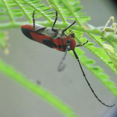 Essostrutha laeta