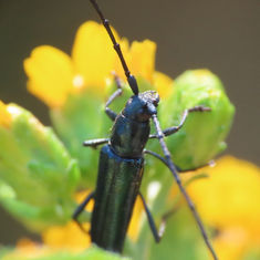 Ischnocnemis caerulescens