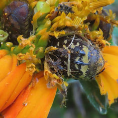 Euphoria subtomentosa