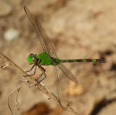 Great Pondhawk (Erythemis vesiculosa)