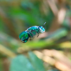 Orchid Bee (Genus Euglossa)