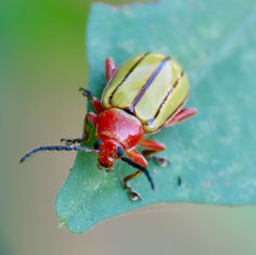Florida Five-lined Yellow Disonycha (Disonycha quinquelineata)