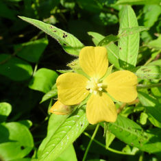 Mexican Primrose-Willow (Ludwigia octovalvis)