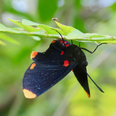 Red-bordered Pixie (Melanis pixe)