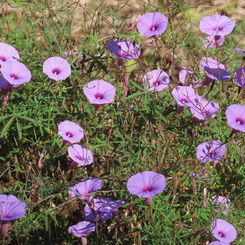 Tripleleaf Morning-Glory (Ipomoea ternifolia)