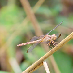 Black-winged Dragonlet (Erythrodiplax funerea) -Female