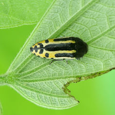 Acmaeodera scalaris