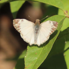 Laviana White-Skipper (Heliopetes laviana)