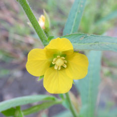Mexican Primrose-Willow (Ludwigia octovalvis)