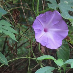 Brazilian Morning-Glory (Ipomoea setosa)