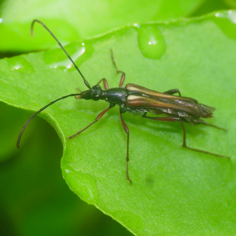 Flower Longhorn Beetles