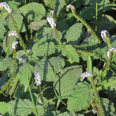 Indian Heliotrope (Heliotropium indicum)