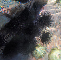 Central American Rock-boring Urchin (Echinometra vanbrunti)