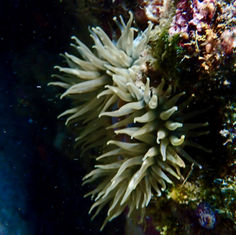 Cortez Sea Anemone (Bunodosoma californicum)