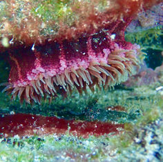 Cortez Sea Anemone (Bunodosoma californicum)